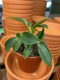 filodendron-or-philodendron-green-princess-rodzaj-rosliny-rosliny-zielone