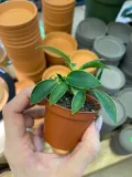 filodendron-or-philodendron-green-princess-rodzaj-rosliny-rosliny-zielone
