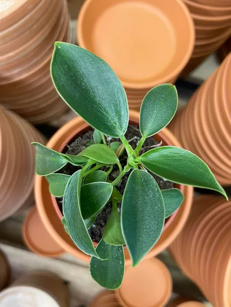 filodendron-or-philodendron-green-princess-rodzaj-rosliny-rosliny-zielone