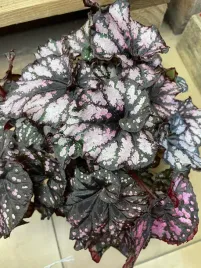 begonia-bd-magiccolours-cumbia