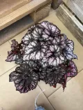 begonia-bd-magiccolours-cumbia-rodzaj-rosliny-rosliny-zielone
