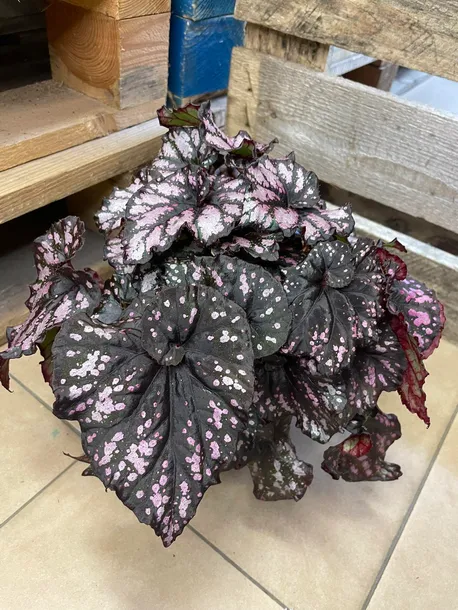 begonia-bd-magiccolours-cumbia-rodzaj-rosliny-rosliny-zielone
