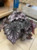 begonia-bd-magiccolours-cumbia-rodzaj-rosliny-rosliny-zielone