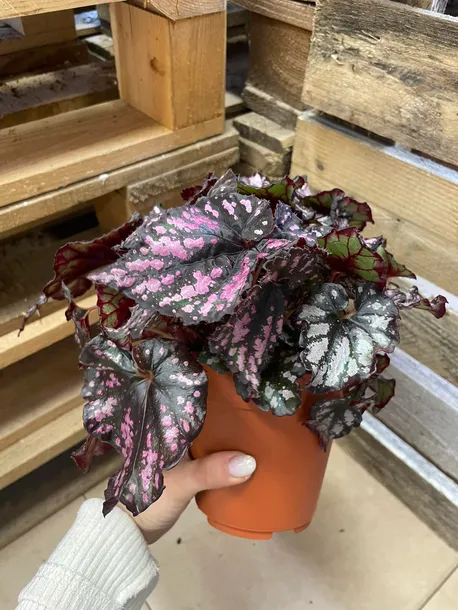 begonia-bd-magiccolours-cumbia-rodzaj-rosliny-rosliny-zielone
