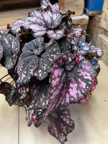 begonia-bd-magiccolours-cumbia-rodzaj-rosliny-rosliny-zielone