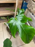filodendron-philodendron-squamiferum