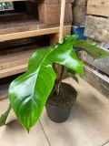 filodendron-philodendron-squamiferum-rodzaj-rosliny-rosliny-zielone