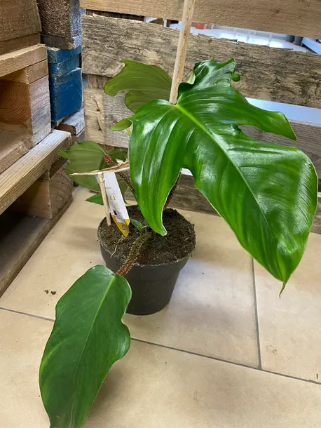 filodendron-philodendron-squamiferum-rodzaj-rosliny-rosliny-zielone