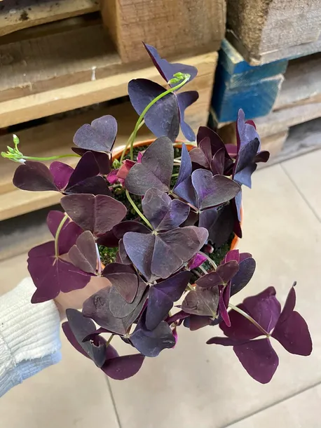 szczawik-oxalis-triangularis-bordowy