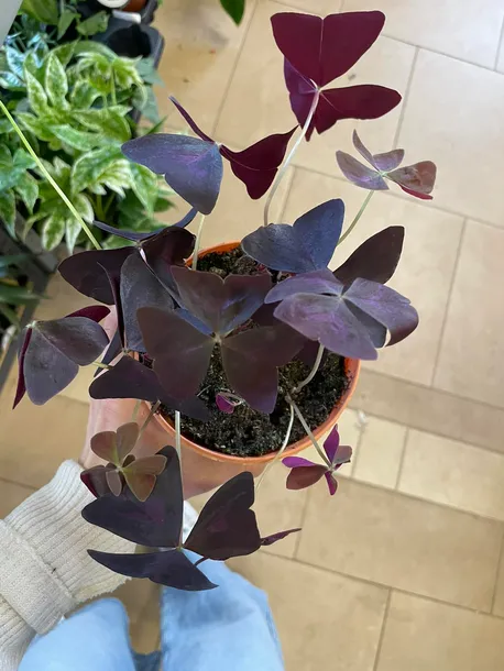 szczawik-oxalis-triangularis-bordowy-rodzaj-rosliny-rosliny-zielone