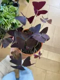 szczawik-oxalis-triangularis-bordowy-rodzaj-rosliny-rosliny-zielone