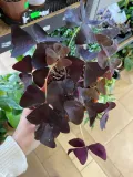 szczawik-oxalis-triangularis-bordowy-rodzaj-rosliny-rosliny-zielone