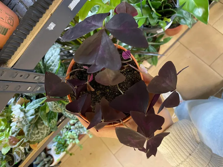 szczawik-oxalis-triangularis-bordowy-rodzaj-rosliny-rosliny-zielone