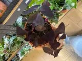 szczawik-oxalis-triangularis-bordowy-rodzaj-rosliny-rosliny-zielone