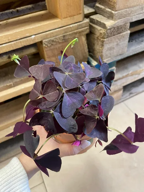 szczawik-oxalis-triangularis-bordowy-rodzaj-rosliny-rosliny-zielone