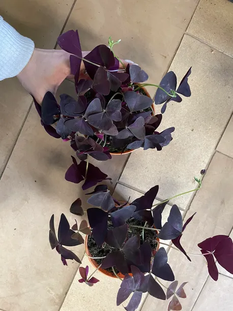 szczawik-oxalis-triangularis-bordowy-rodzaj-rosliny-rosliny-zielone