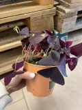 szczawik-oxalis-triangularis-bordowy-rodzaj-rosliny-rosliny-zielone