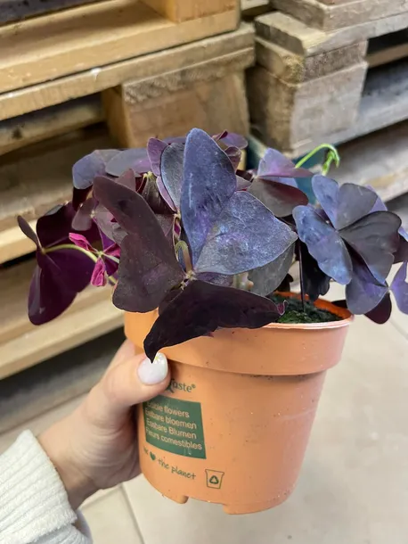 szczawik-oxalis-triangularis-bordowy-rodzaj-rosliny-rosliny-zielone