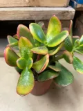 grubosz-or-crassula-ovata-sunset