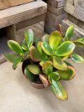 grubosz-or-crassula-ovata-sunset-rodzaj-rosliny-rosliny-zielone
