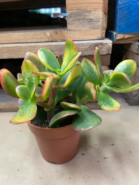 grubosz-or-crassula-ovata-sunset-rodzaj-rosliny-rosliny-zielone