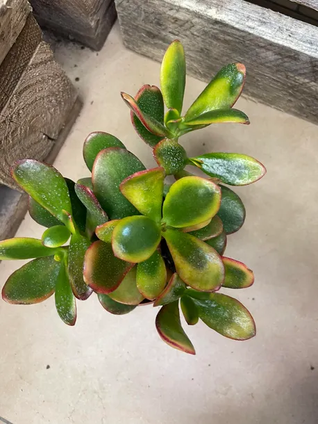 grubosz-or-crassula-ovata-sunset-rodzaj-rosliny-rosliny-zielone