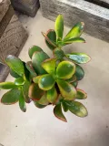 grubosz-or-crassula-ovata-sunset-rodzaj-rosliny-rosliny-zielone