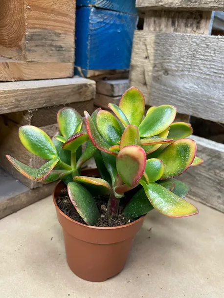 grubosz-or-crassula-ovata-sunset-rodzaj-rosliny-rosliny-zielone