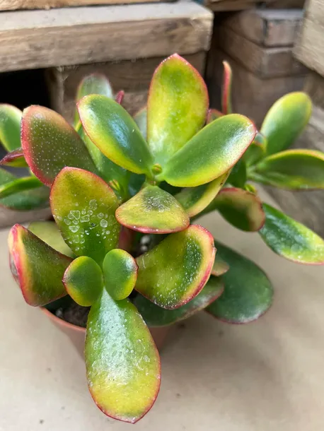 grubosz-or-crassula-ovata-sunset-rodzaj-rosliny-rosliny-zielone