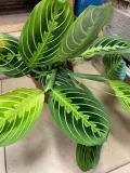 maranta-lemon-lime