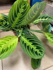 maranta-lemon-lime
