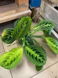 maranta-lemon-lime-rodzaj-rosliny-rosliny-zielone