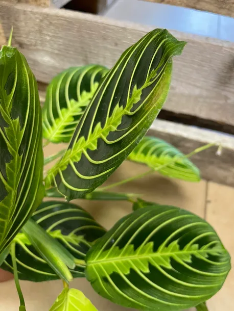maranta-lemon-lime-rodzaj-rosliny-rosliny-zielone