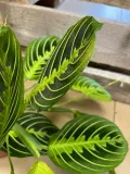 maranta-lemon-lime-rodzaj-rosliny-rosliny-zielone