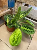 maranta-lemon-lime-rodzaj-rosliny-rosliny-zielone
