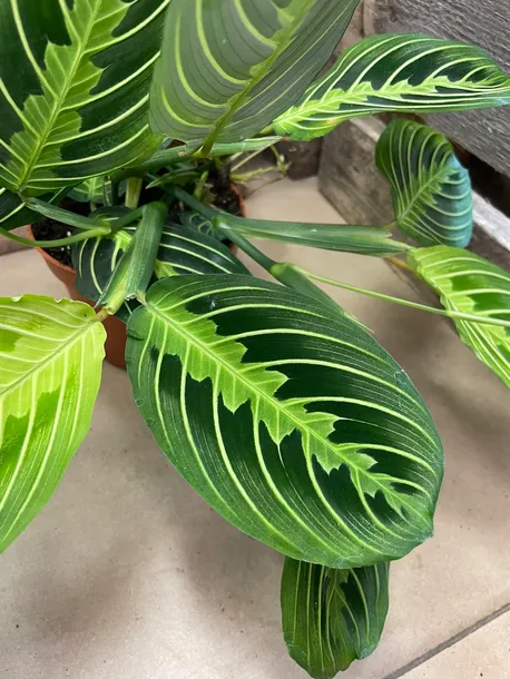 maranta-lemon-lime-rodzaj-rosliny-rosliny-zielone