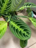 maranta-lemon-lime-rodzaj-rosliny-rosliny-zielone