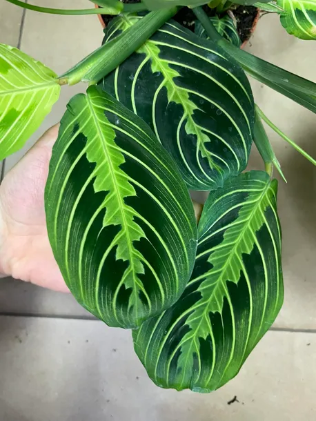 maranta-lemon-lime-rodzaj-rosliny-rosliny-zielone