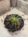 drosera-rosiczka-owadozerna