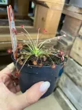 drosera-rosiczka-owadozerna-rodzaj-rosliny-rosliny-zielone