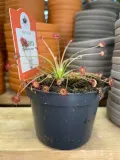 drosera-rosiczka-owadozerna-rodzaj-rosliny-rosliny-zielone