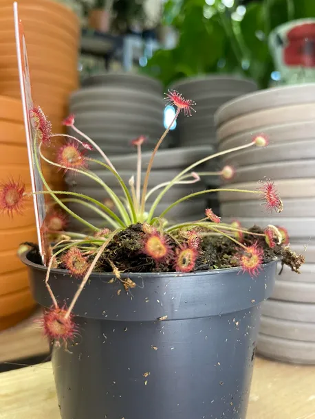 drosera-rosiczka-owadozerna-rodzaj-rosliny-rosliny-zielone