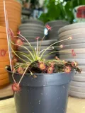 drosera-rosiczka-owadozerna-rodzaj-rosliny-rosliny-zielone