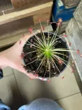 drosera-rosiczka-owadozerna-rodzaj-rosliny-rosliny-zielone