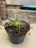 drosera-rosiczka-owadozerna-rodzaj-rosliny-rosliny-zielone
