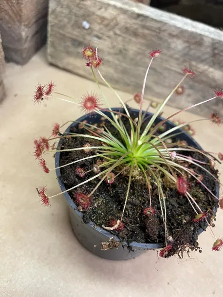 drosera-rosiczka-owadozerna-rodzaj-rosliny-rosliny-zielone