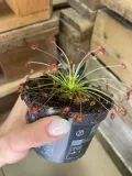 drosera-rosiczka-owadozerna-rodzaj-rosliny-rosliny-zielone