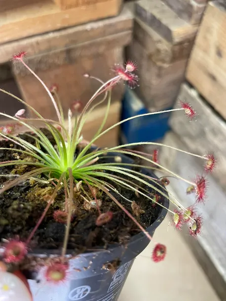 drosera-rosiczka-owadozerna-rodzaj-rosliny-rosliny-zielone