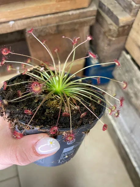 drosera-rosiczka-owadozerna-rodzaj-rosliny-rosliny-zielone