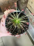 drosera-rosiczka-owadozerna-rodzaj-rosliny-rosliny-zielone